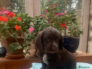 Cocker Spaniel dogs Two handsome chocolate brown and golden males - Advert 1