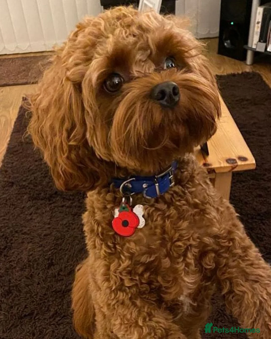 Gallery Image {{count}}