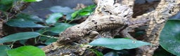 Gecko reptiles for sale: CB2025 Mainland chahoua (mossy gecko) - Advert 2