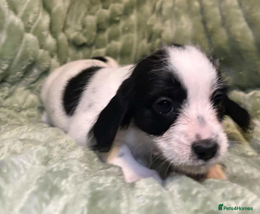 Mixed Breed dogs for sale: Schweenie pups - Advert 4