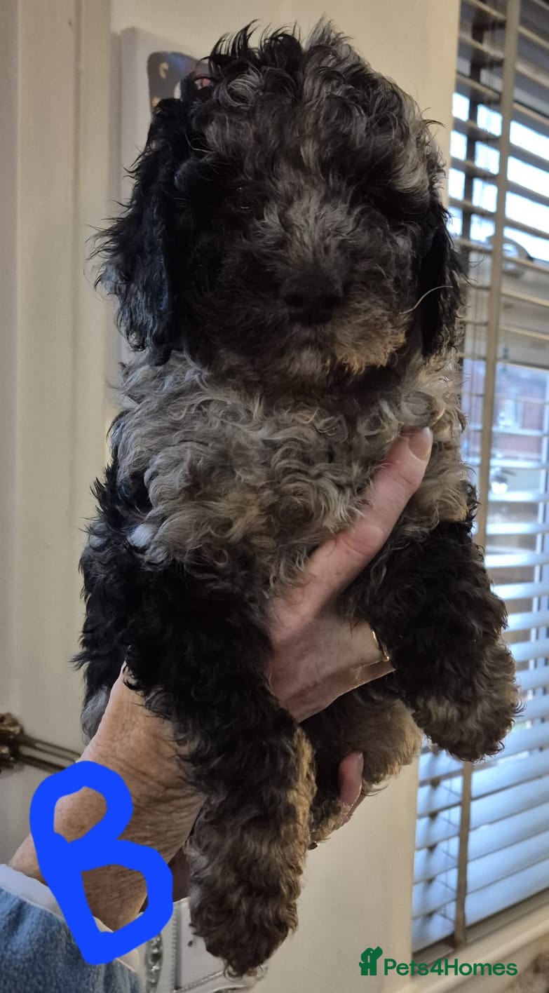 Cockapoo dogs F1b mini cockapoos  - Advert 1