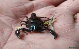 Tarantulas invertebrates for sale: Free Rehoming Service for ALL Invertebrates  - Image 4