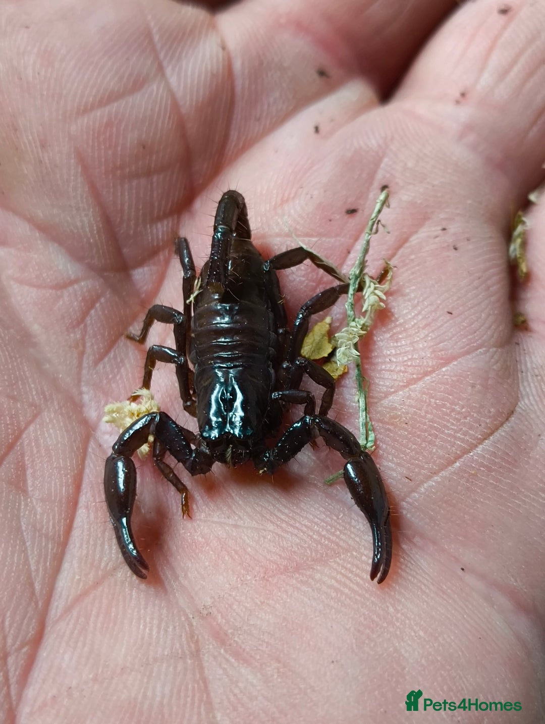 Tarantulas invertebrates for sale: Free Rehoming Service for ALL Invertebrates  - Image 4
