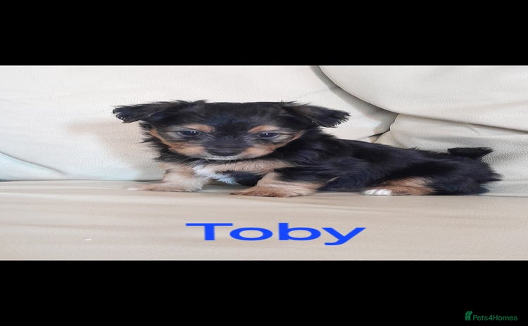 Yorkshire Terrier dogs - Advert 7
