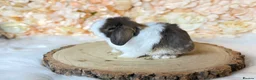 Mini Lop rabbits for sale: MINI LOPS | PEDIGREE  - Advert 34