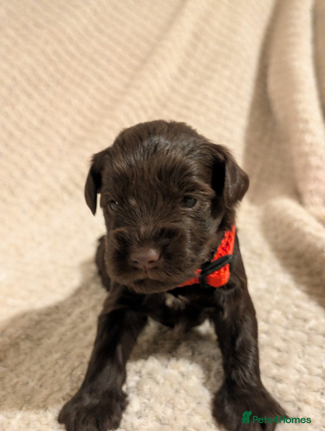 Miniature Schnauzer dogs for sale: KC Reg Rare Miniature Schnauzers - Advert 2
