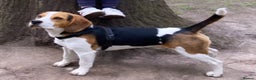 Beagle dogs for stud: Beagle stud tri colour PROVEN 100% success rate  in Preston - Advert 11