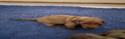 Miniature Dachshund dogs for sale: KC REGISTERED CHAMPION MINATURE DACHSHUND PUPPIES  in West Bromwich - Advert 3