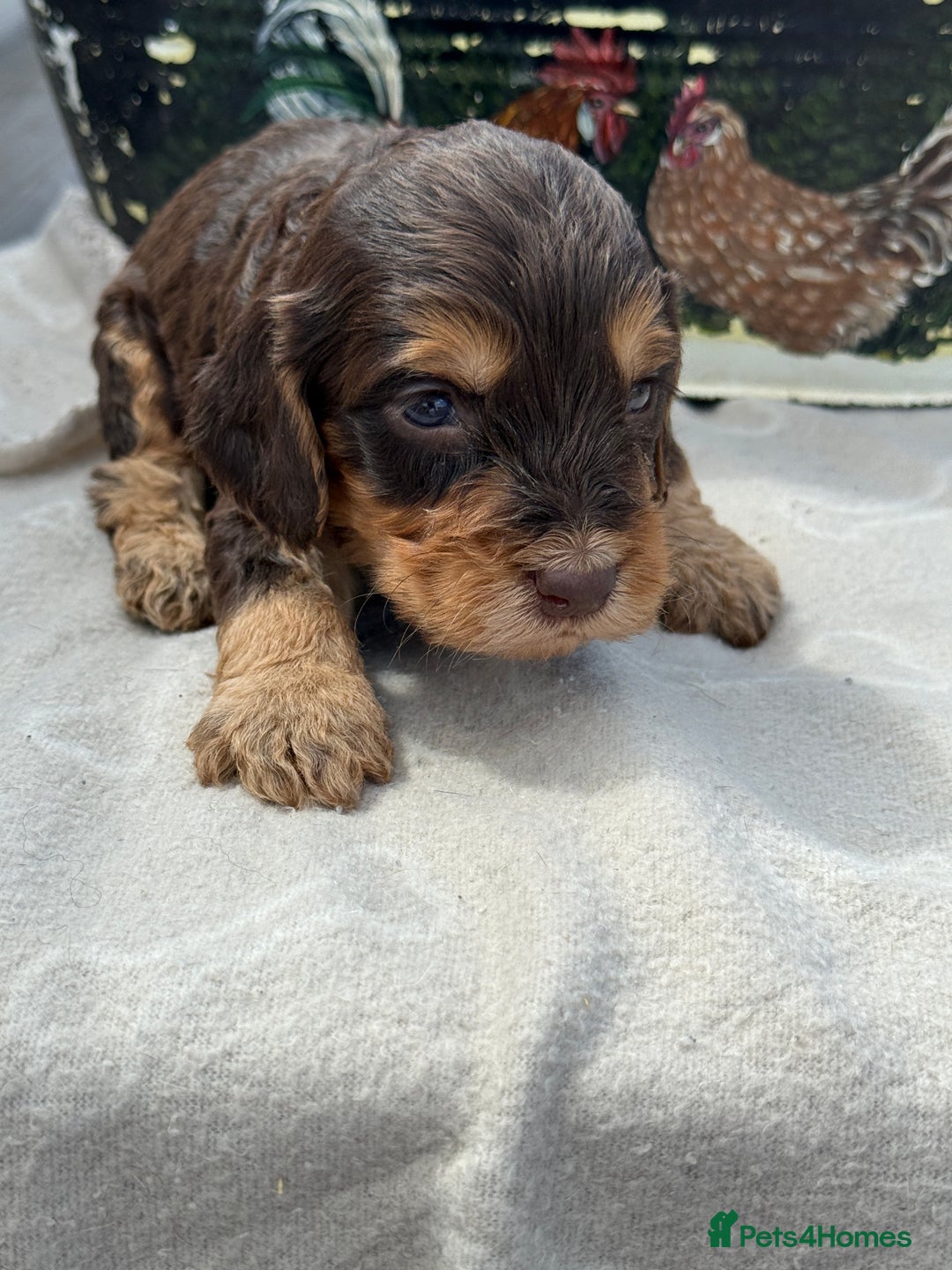 Cockapoo dogs for sale: Puppies - Image 7