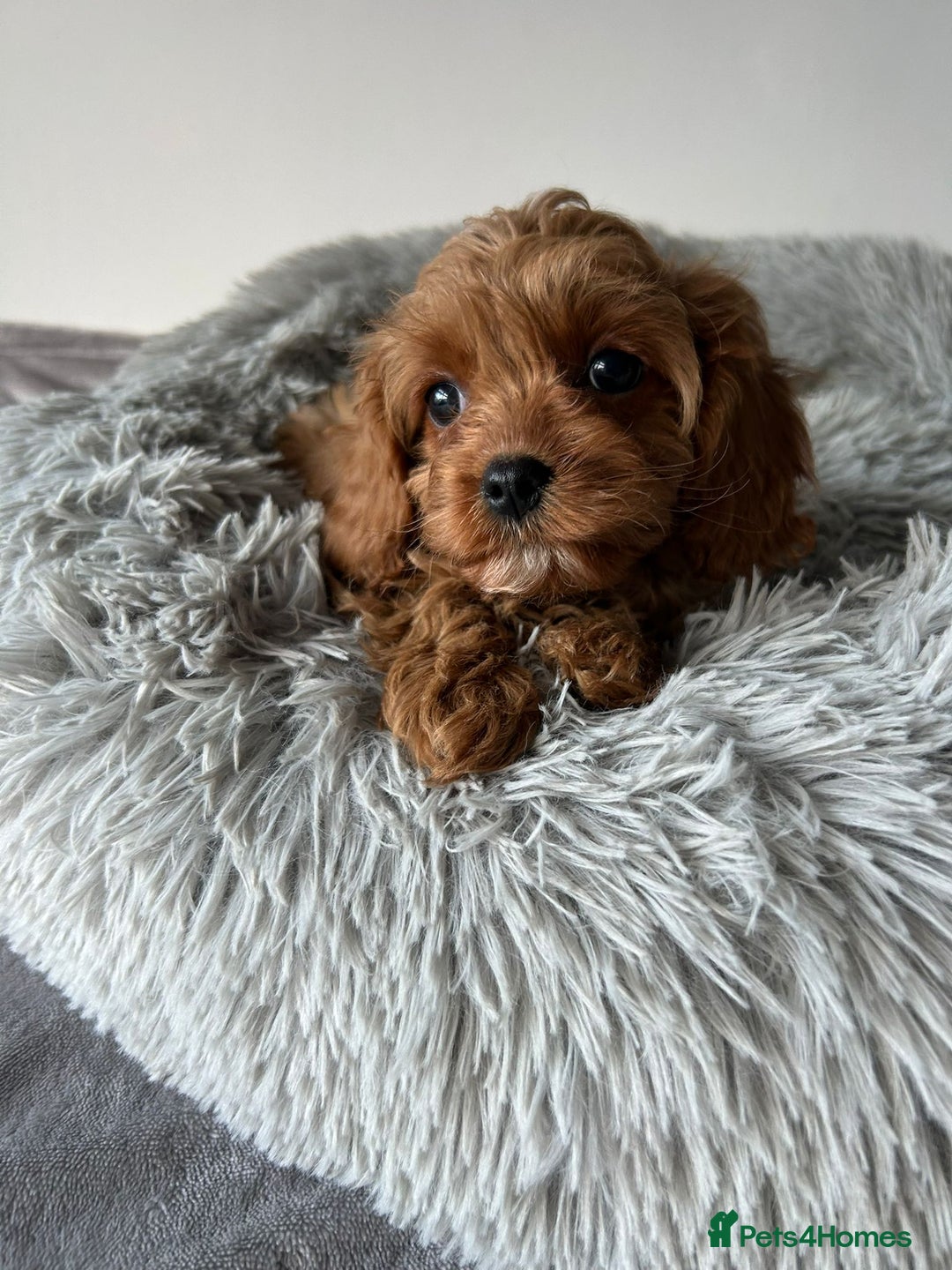 Cavapoo dogs for sale: Beautiful Cavapoo puppies - Advert 7