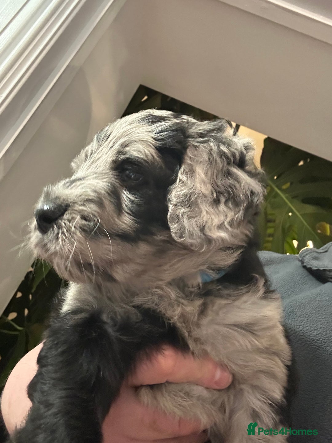 Labradoodle dogs for sale: Adorable Home-Raised F2B Labradoodle Puppies - Advert 5