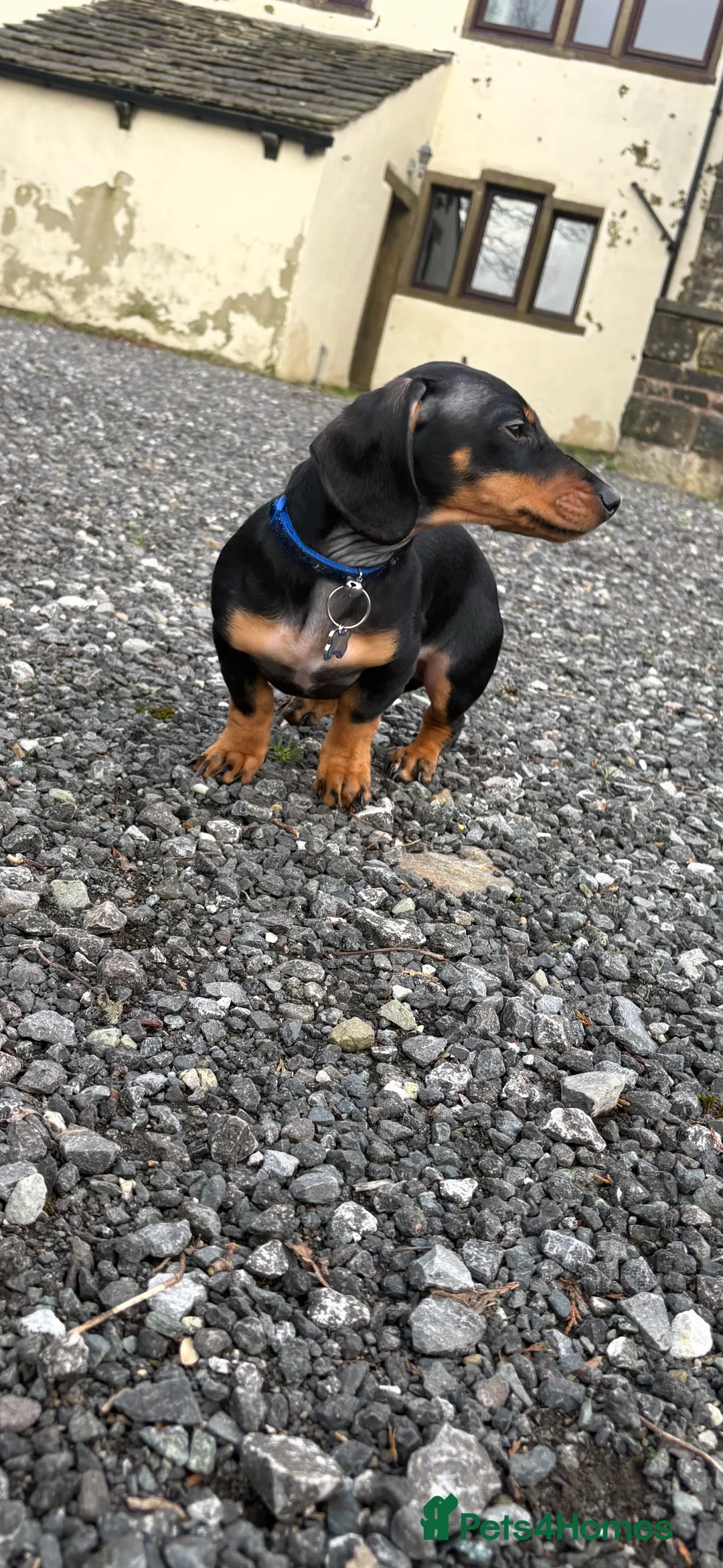 Miniature Dachshund dogs for sale: Mini dashound  - Advert 13