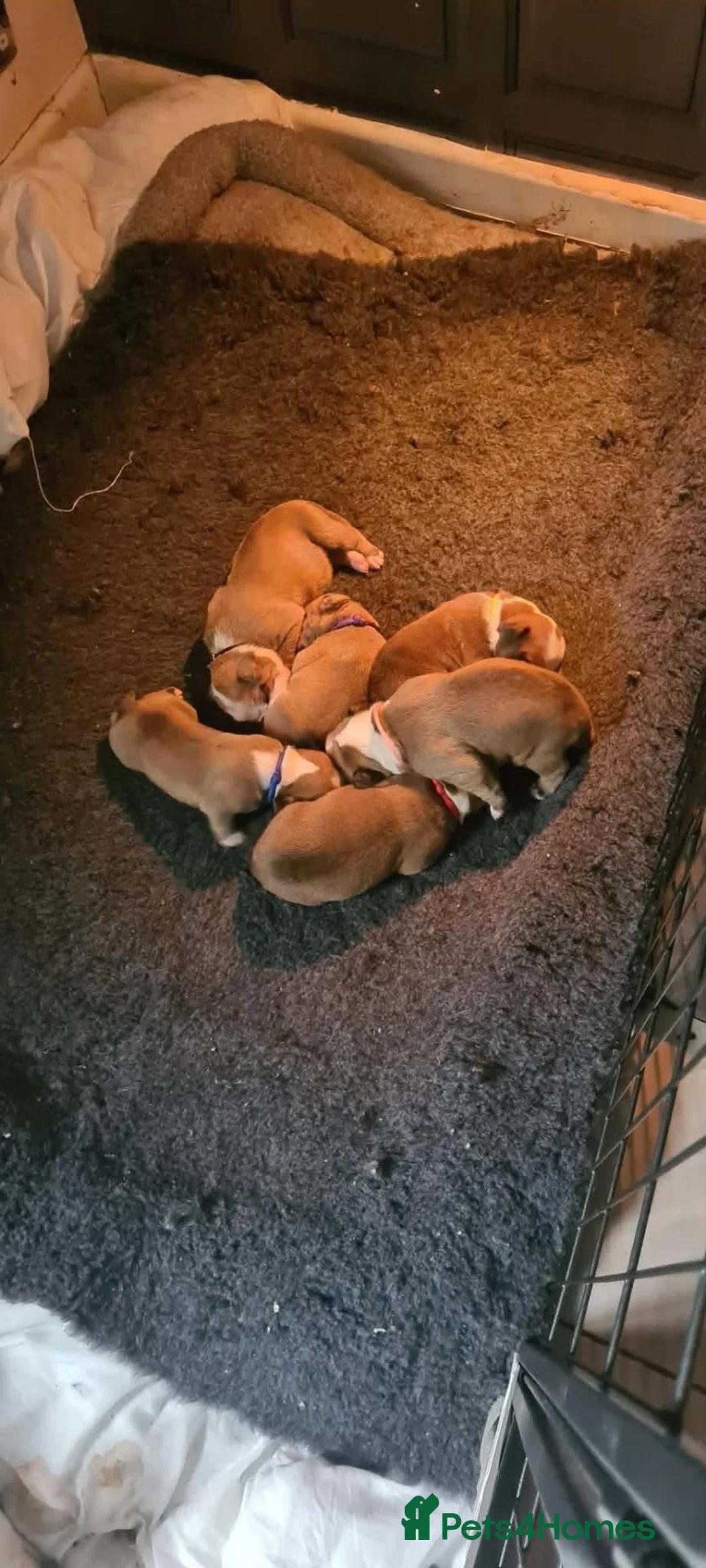 Mixed Breed dogs for sale: Olde tyme bulldog X boxer in Tredegar - Advert 2