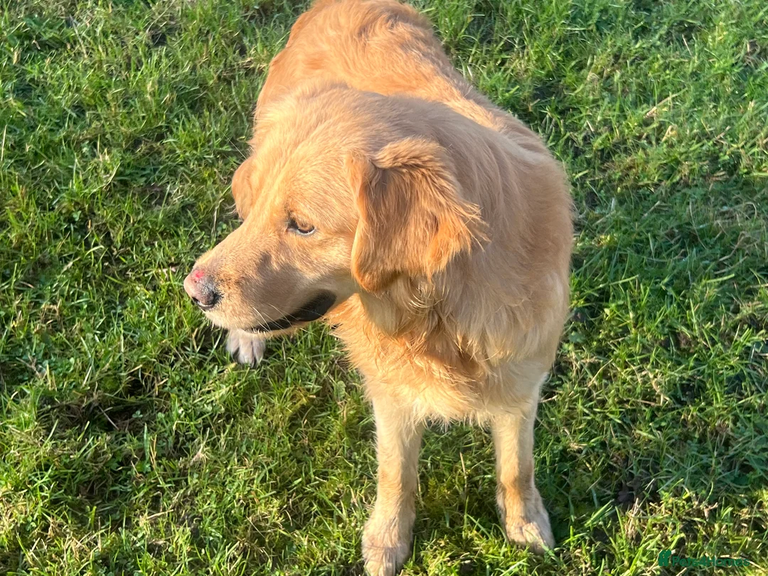 Golden Retriever dogs for sale: Beautiful Male Golden Retriever  - Advert 3