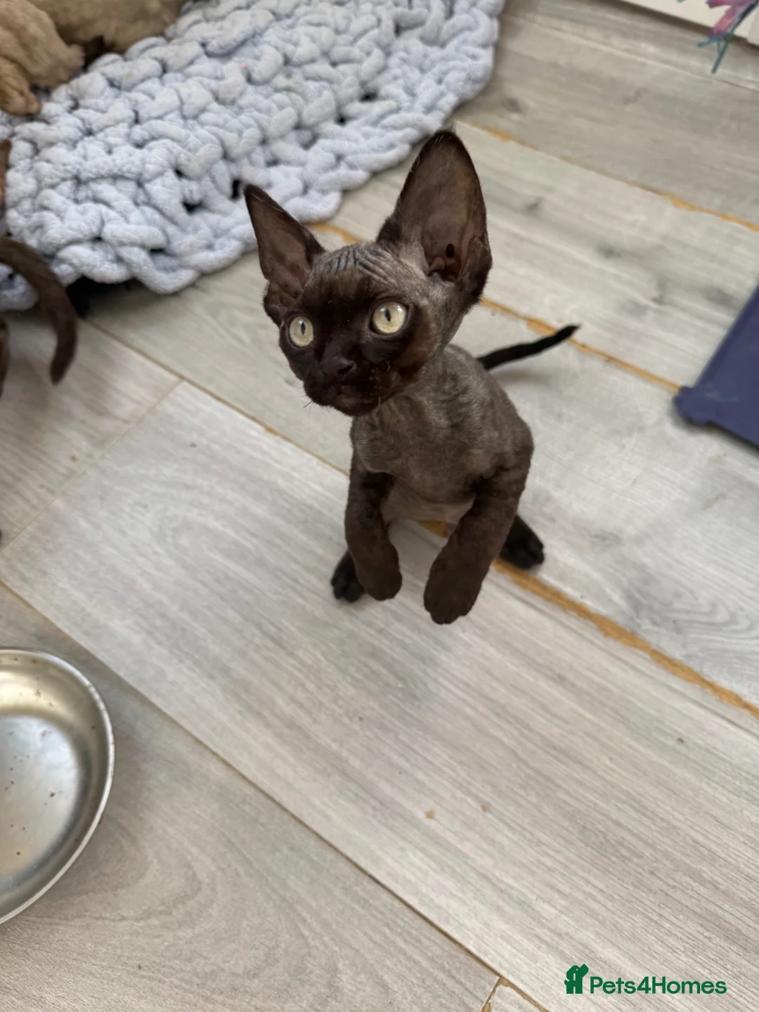 Devon Rex cats for sale: 1 girl and one boy left 😻 - Advert 1