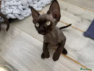 Devon Rex cats Pretty little babies 😻 only 4 boys left - Advert 5