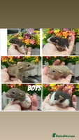 Rat rodents Stunning baby rats! - Advert 3
