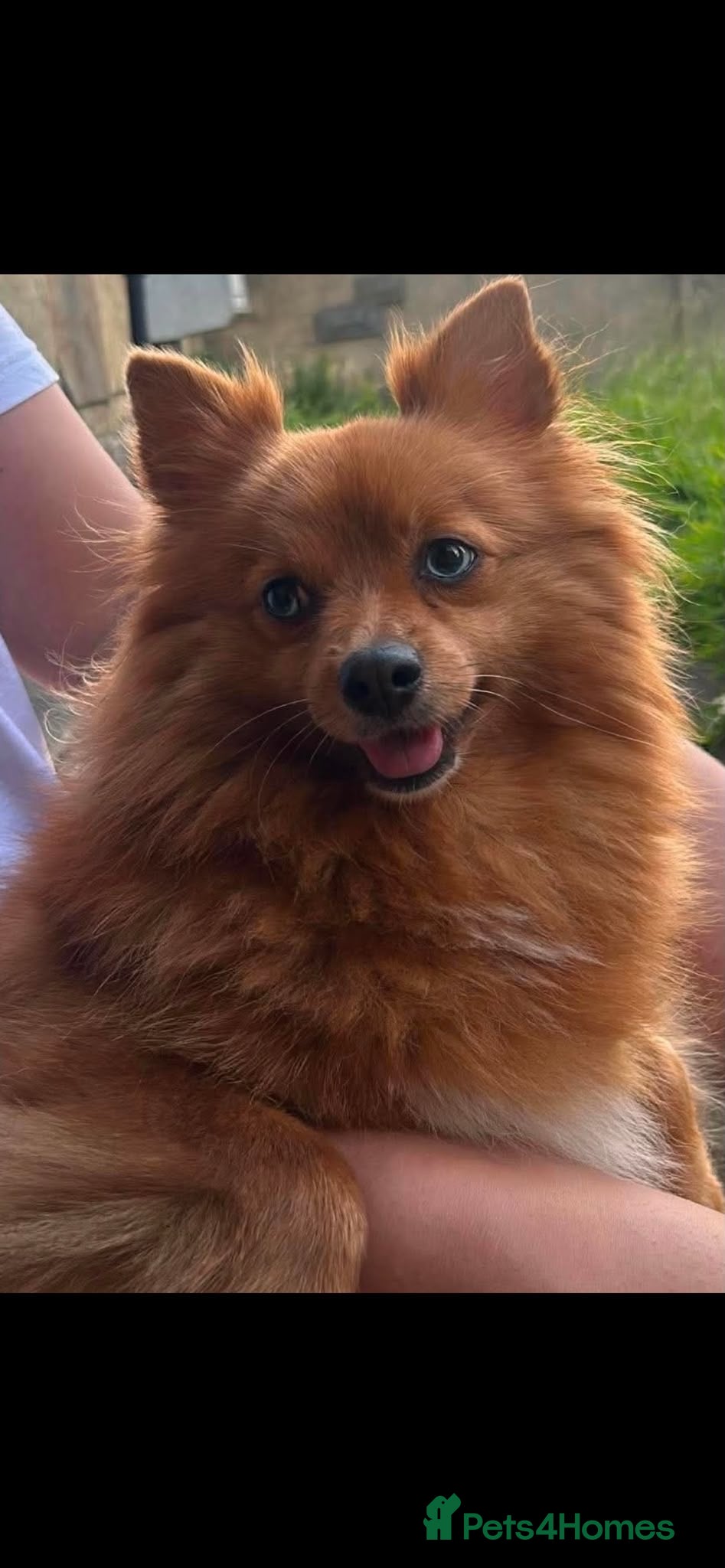 Pomeranian dogs  Pomeranian Puppies – Available to Reserve - Advert 1