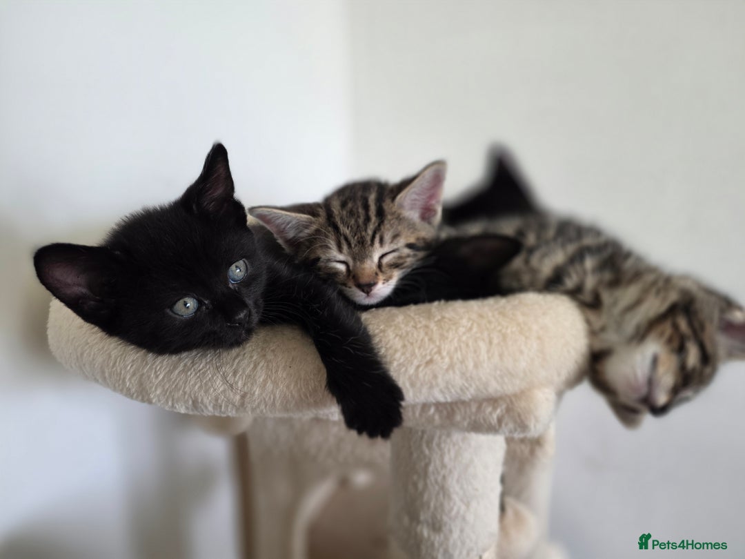 Bengal cats for sale: 2 Gorgeous Bengal x Short Hair kittens for sale - Image 12