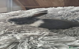 Mini Lop rabbits for sale: Beautiful Mini Lop Babies - 6 to choose from  - Image 33