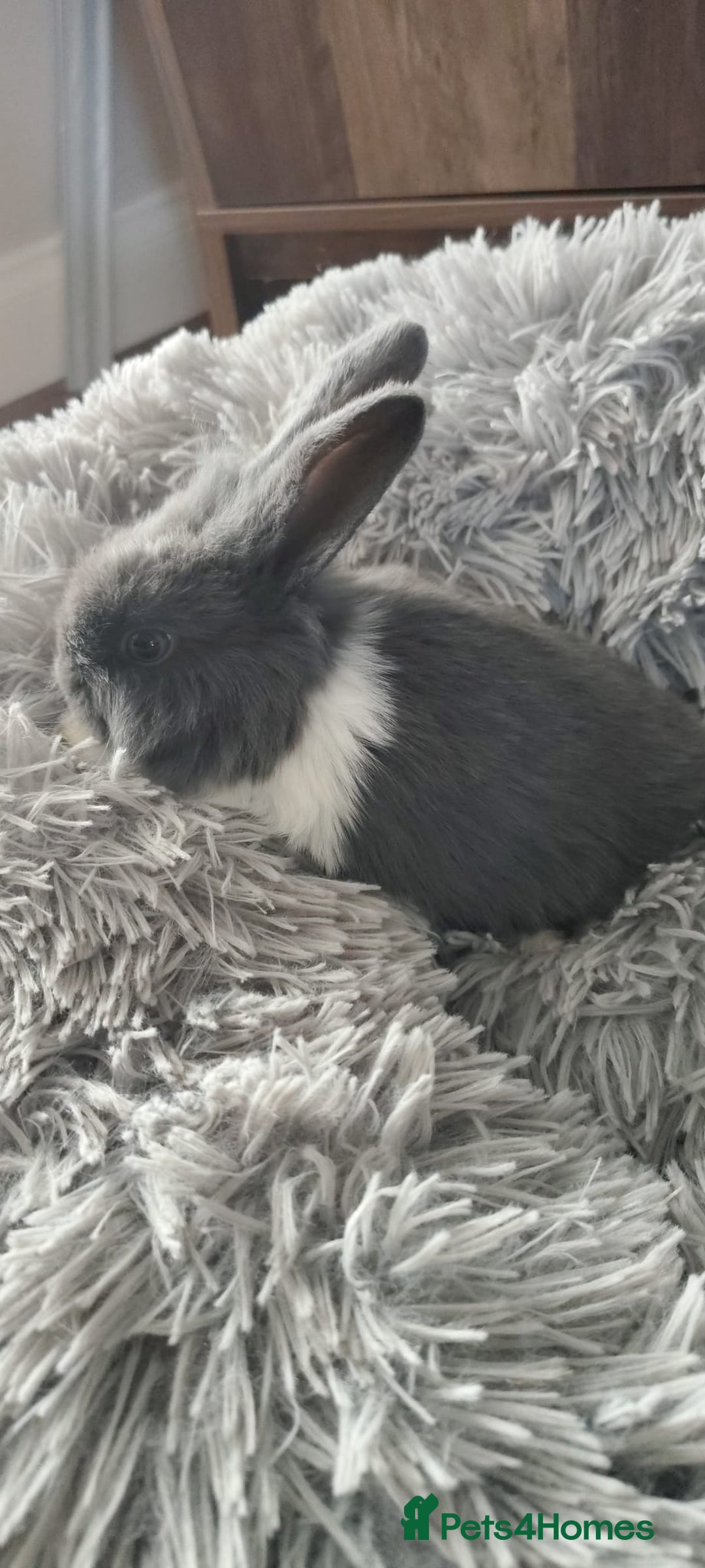 Mini Lop rabbits for sale: Beautiful Mini Lop Babies - 6 to choose from  - Image 33