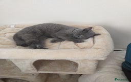 British Shorthair cats for sale: Blue British Shorthair Female - Image 6