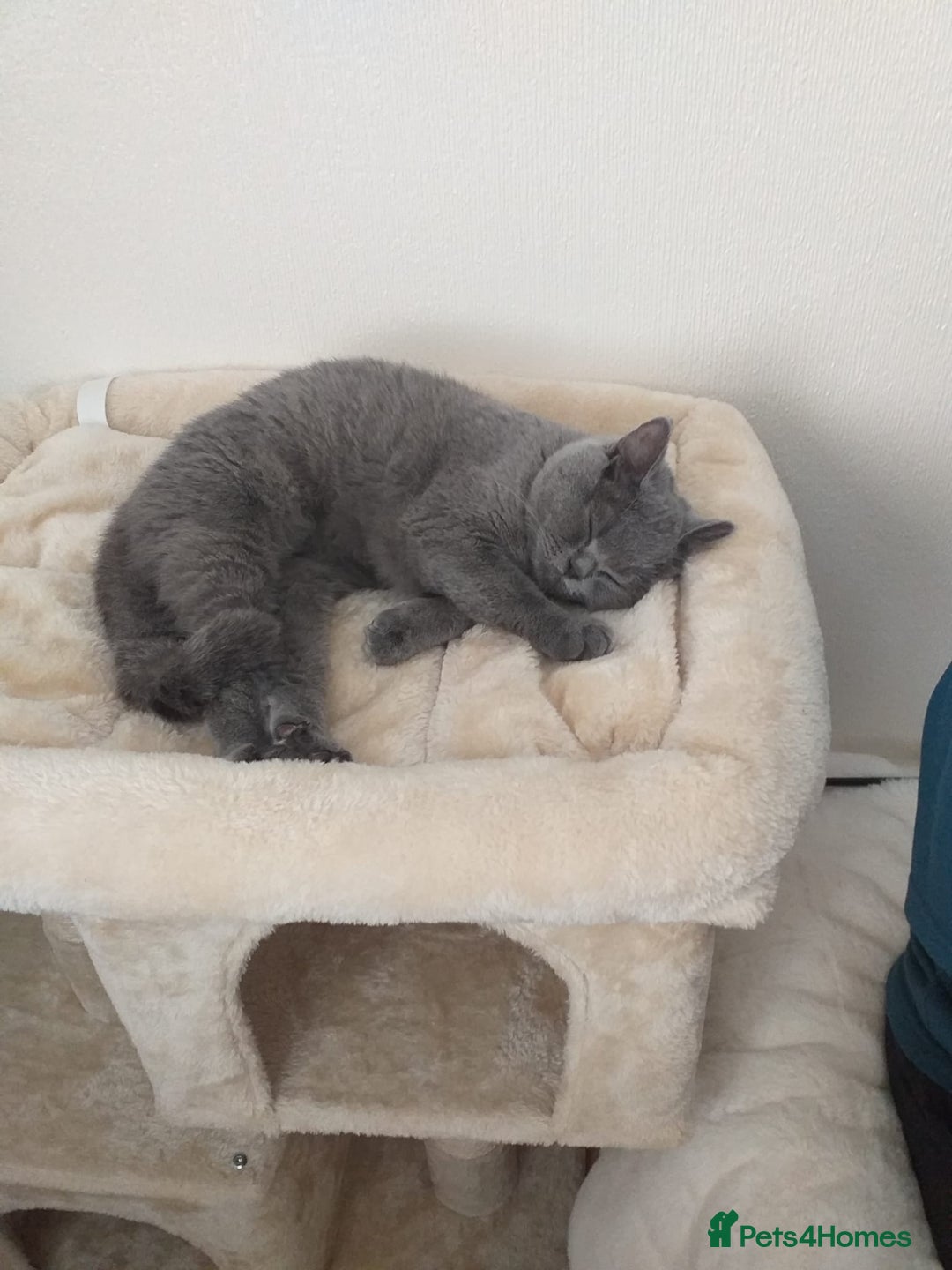 British Shorthair cats for sale: Blue British Shorthair Female - Image 6