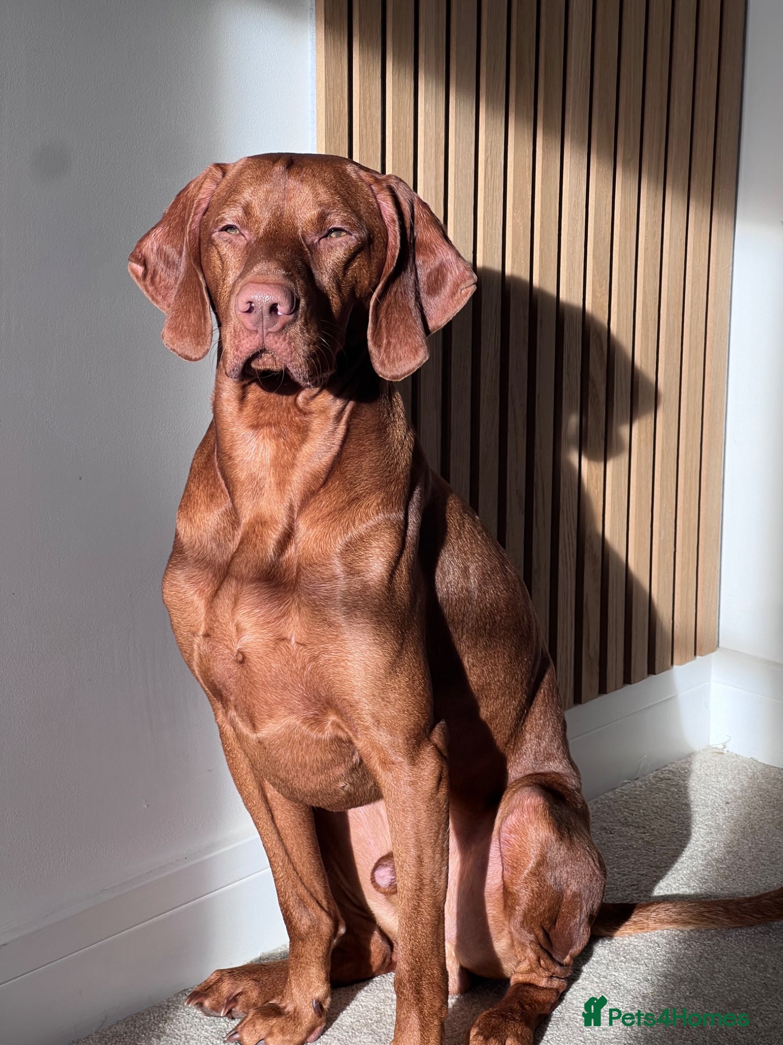 Hungarian Vizsla dogs KC REGISTERED HUNGARIAN VIZSLA - Advert 6