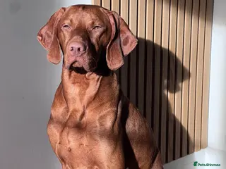 Hungarian Vizsla dogs KC REGISTERED HUNGARIAN VIZSLA - Advert 10