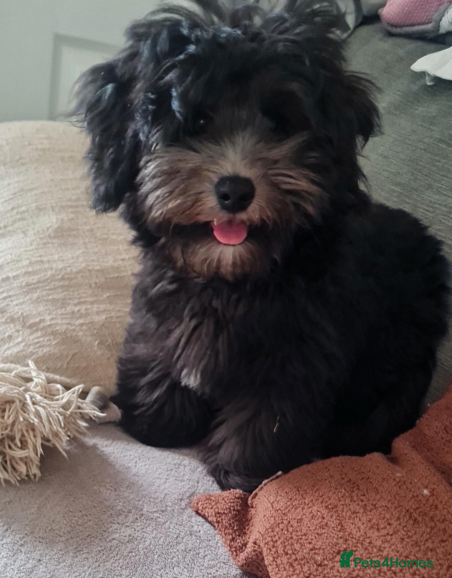 Coton De Tulear dogs Cotonpoo/Cotonoodle puppies  - Advert 5