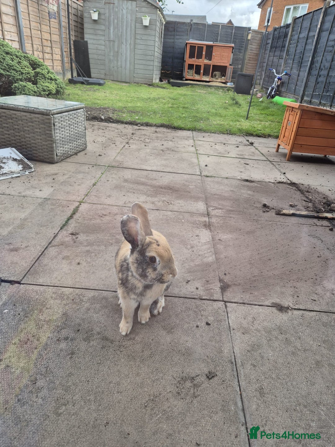 Mixed Breed rabbits for sale: 2 rabbits  - Advert 6