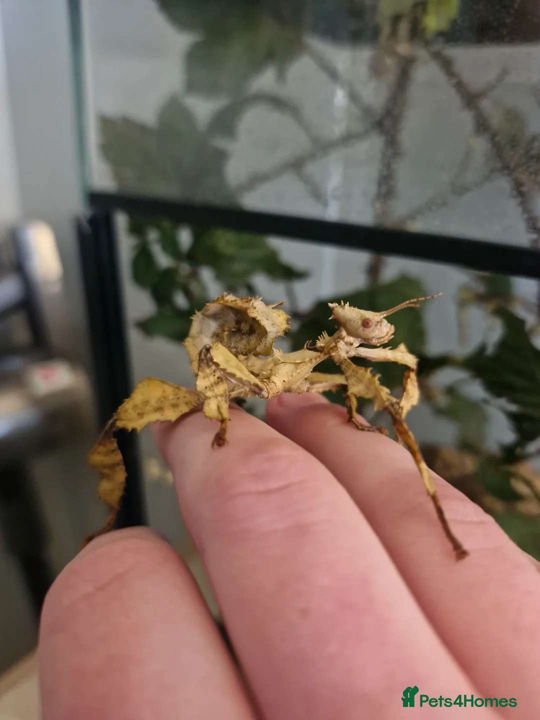 Stick Insects invertebrates for sale: Giant spiny stick insects  in Nottingham - Advert 2