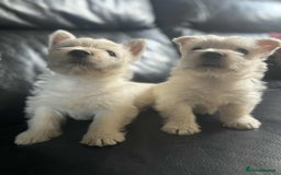 West Highland Terrier dogs for sale: West Highland Terrier Puppies - Image 14