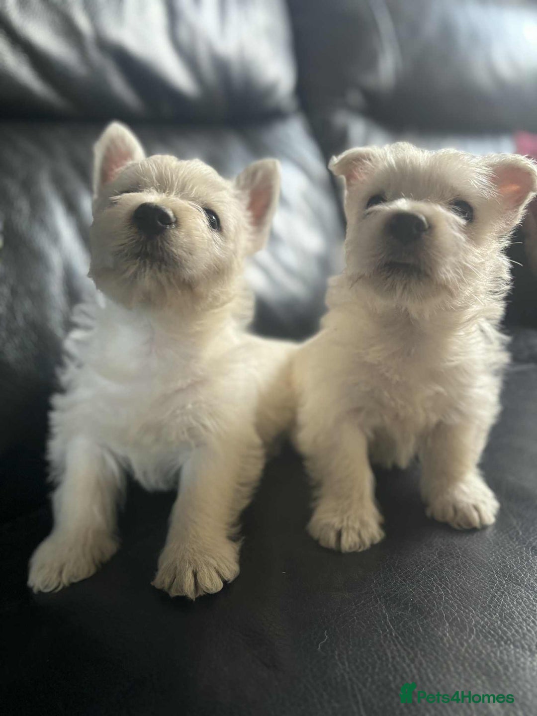 West Highland Terrier dogs for sale: West Highland Terrier Puppies - Image 14
