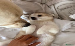 Pomchi dogs for sale: Pomchis for sale  - Image 4