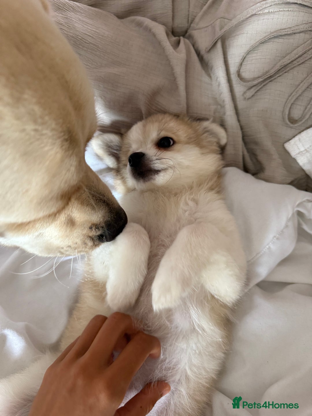 Pomchi dogs for sale: Pomchis for sale  - Image 4