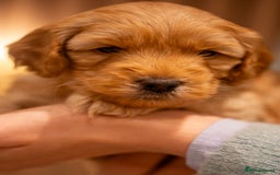 Cockapoo dogs for sale: Stunning F2b Miniature Cockapoos / Health Tested - Image 34