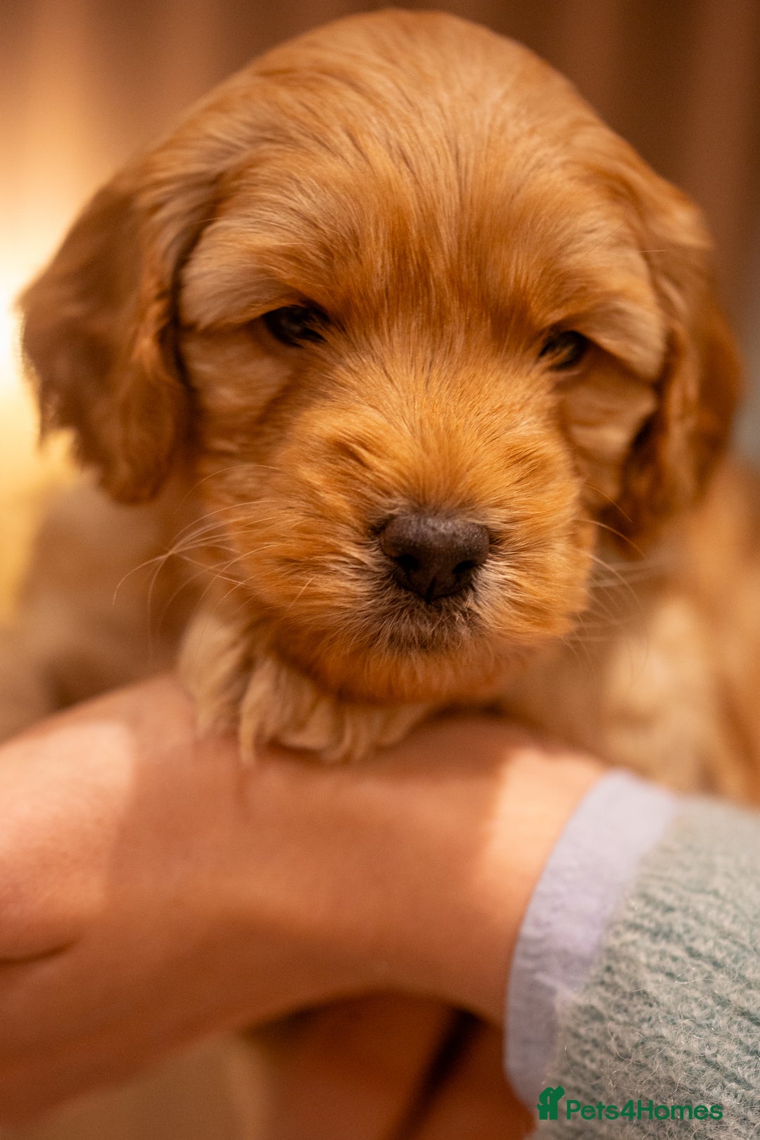 Cockapoo dogs for sale: Stunning F2b Miniature Cockapoos / Health Tested - Image 34