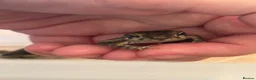 Toad reptiles for sale: 2 Baby Cane Toads - Advert 8