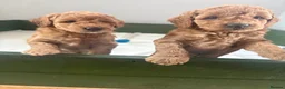Miniature Poodle dogs for sale: Red Miniature poodle puppy🤎🐾 - Advert 7