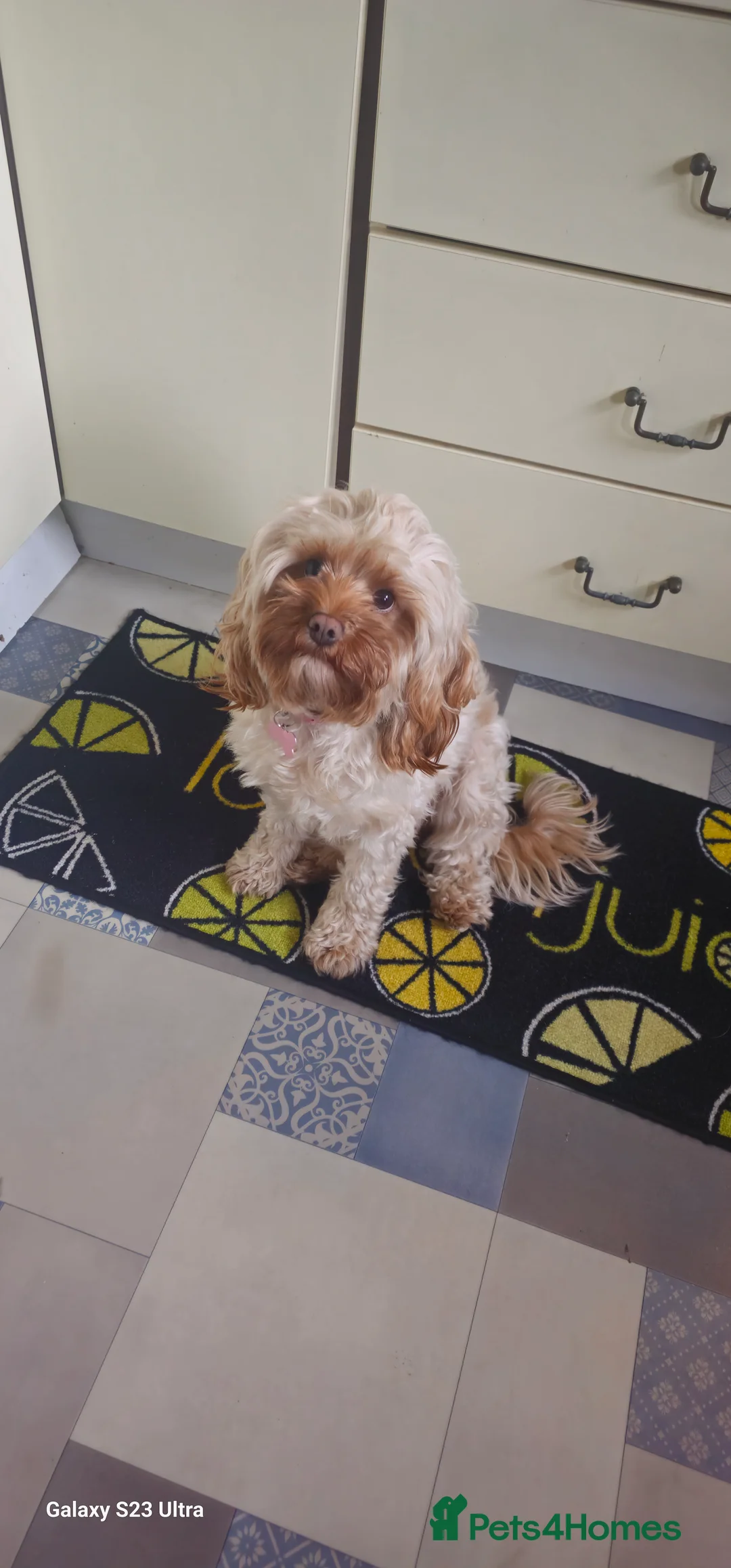 Cavapoo dogs for sale: Cavapoo for sale - Advert 12