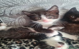 Mixed Breed cats for sale: 1 male 1 female black and white kittens - Image 4