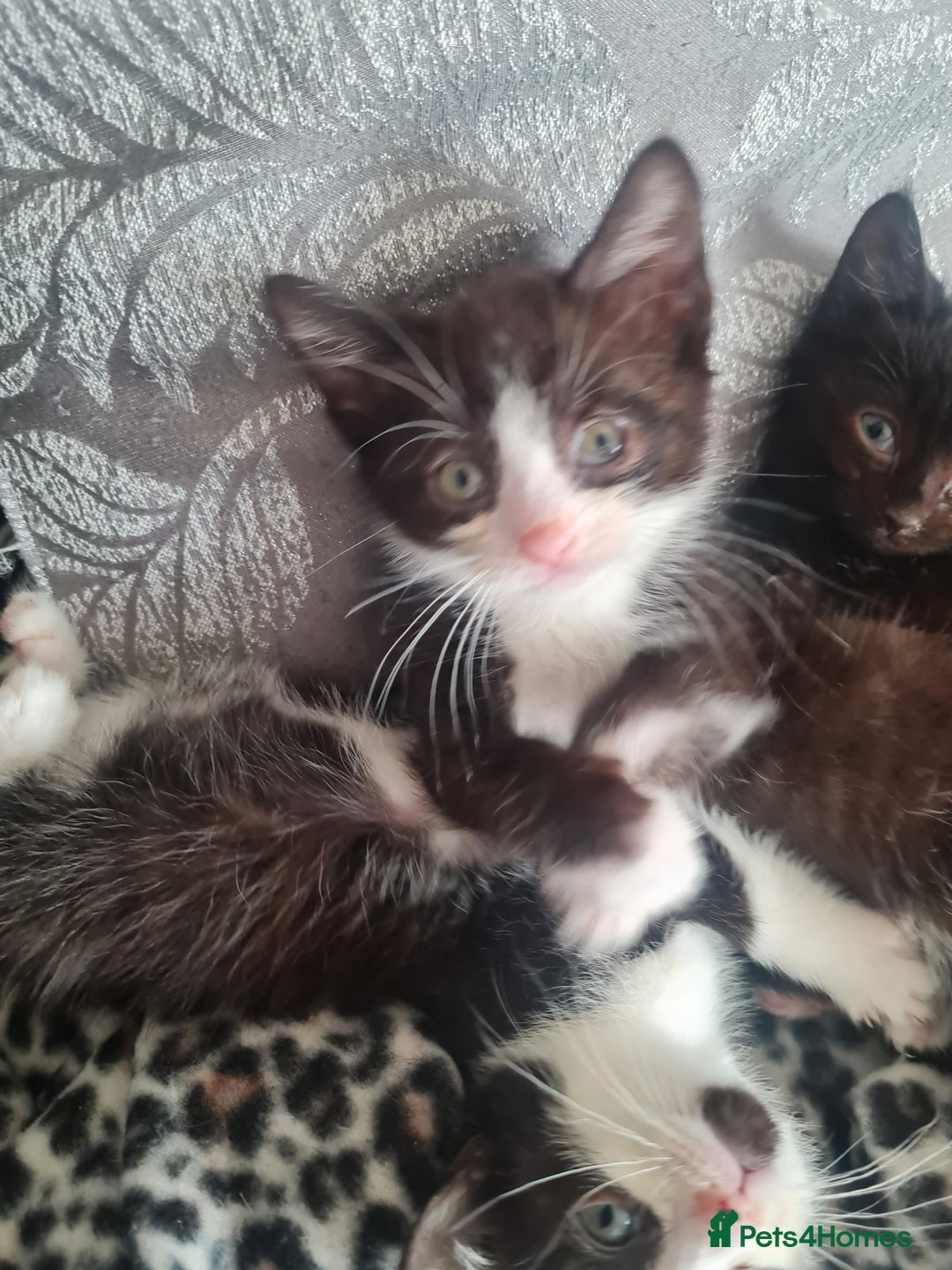 Mixed Breed cats for sale: 1 male 1 female black and white kittens - Image 4