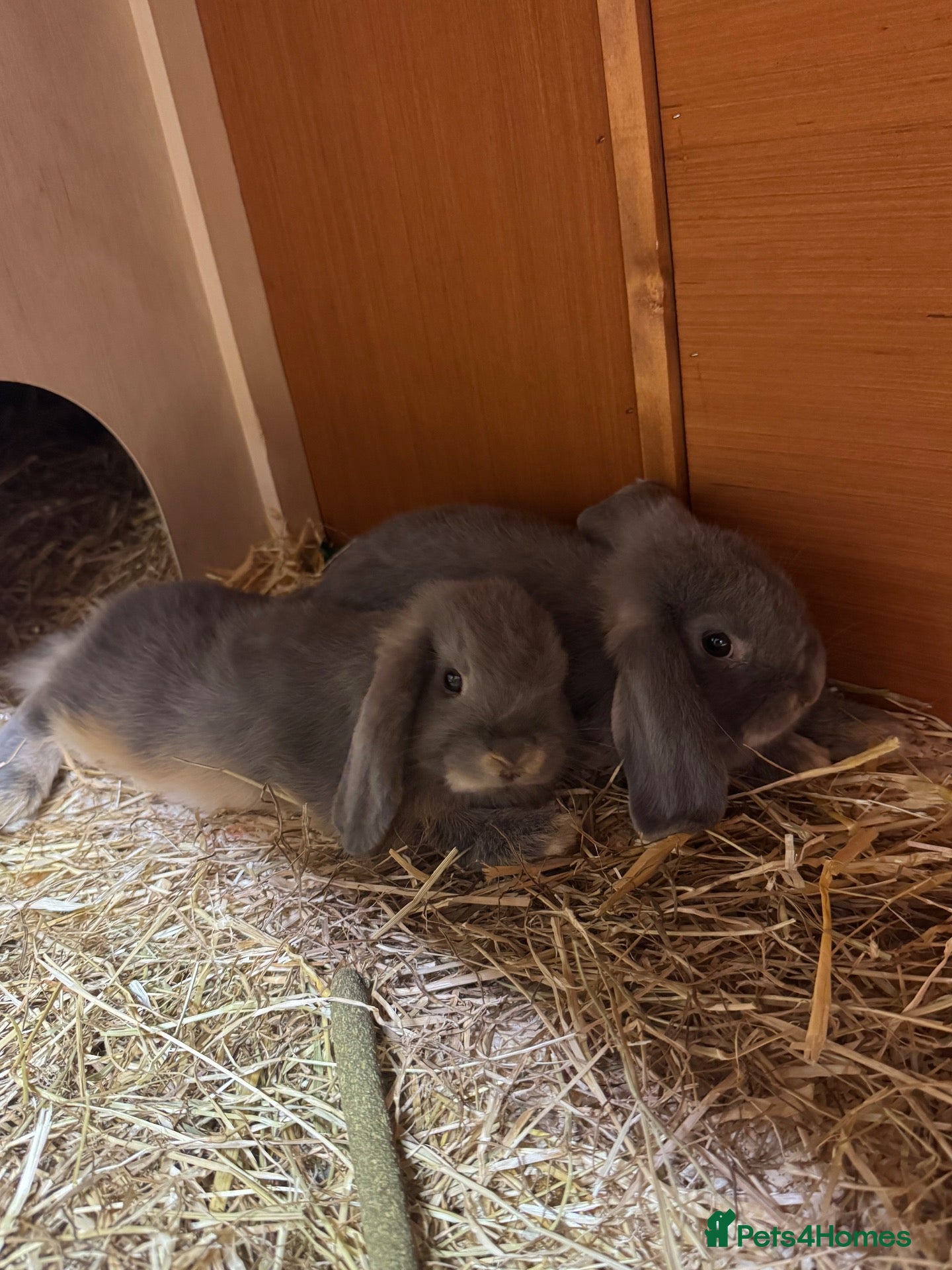 Mini Lop rabbits 2 Mini Lops for Sale  - Advert 1
