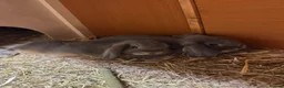 Mini Lop rabbits for sale: 2 Mini Lops for Sale  in Sheffield - Advert 1