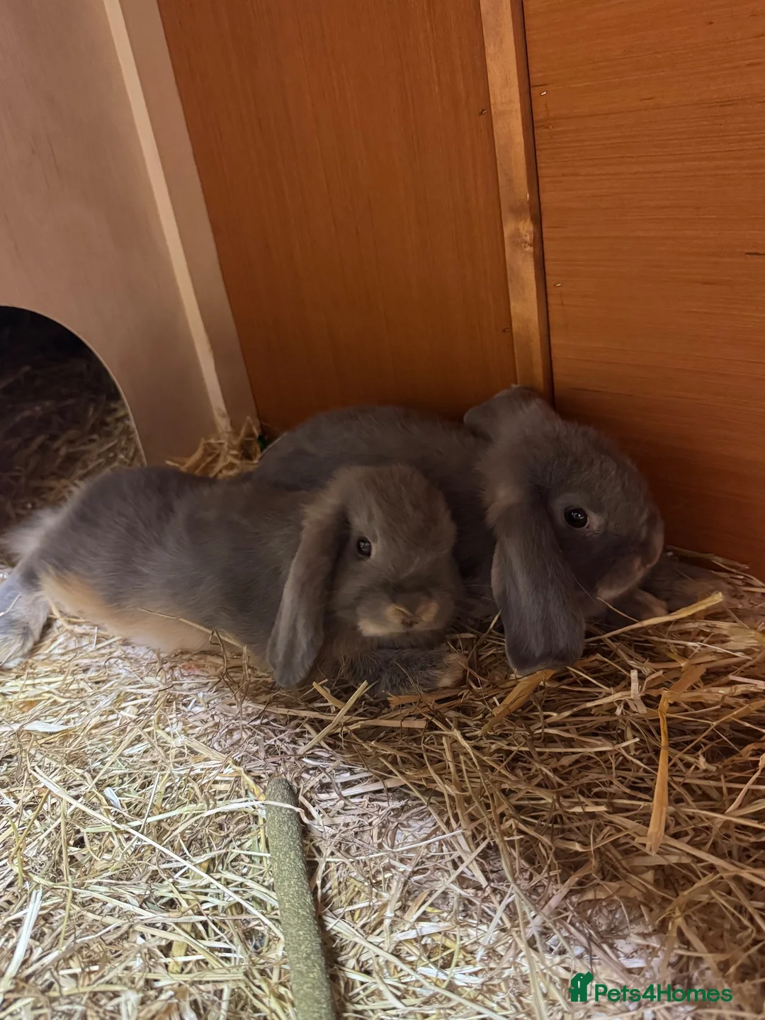 Mini Lop rabbits for sale: 2 Mini Lops for Sale  in Sheffield - Advert 1