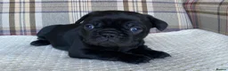 French Bulldog dogs for sale: Pink & Pink carrier French Bulldog puppies - Advert 29