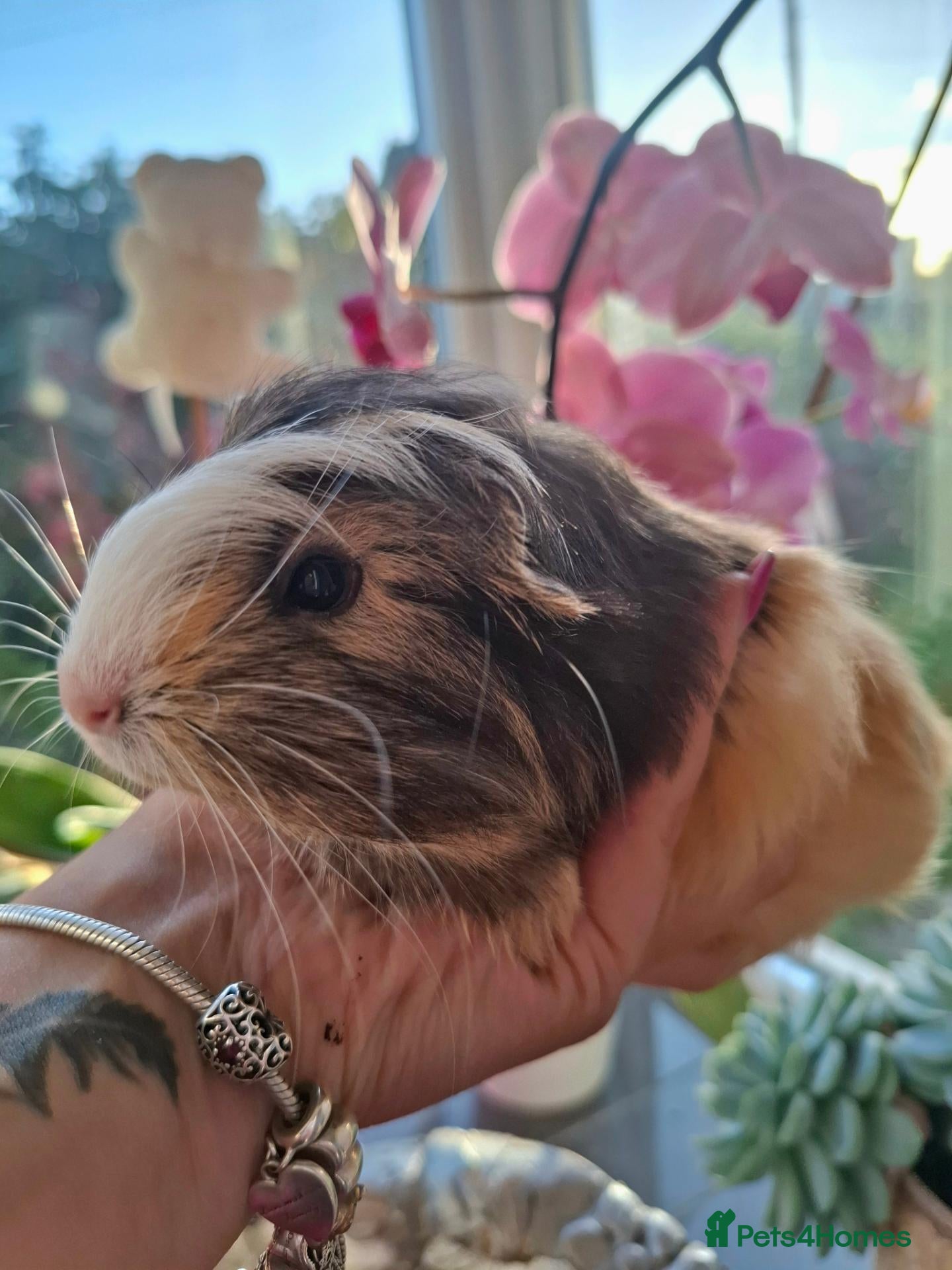 Guinea Pig rodents Long smooth coated sheltie - Advert 18