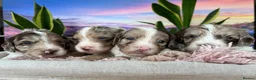 Sproodle dogs for sale: ✨RARE TRICOLOUR TUXEDO MERLE SPROODLES🐾❤️✨ TESTED - Advert 2