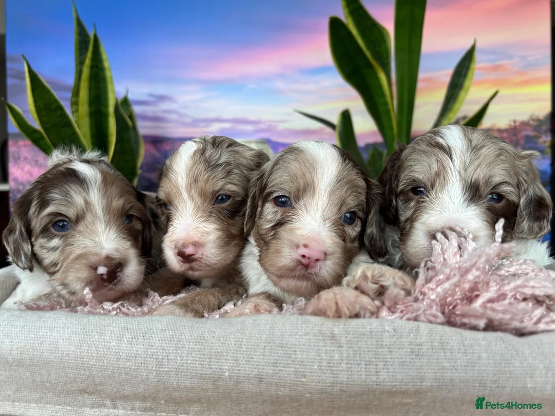 Sproodle dogs for sale: ✨RARE TRICOLOUR TUXEDO MERLE SPROODLES🐾❤️✨ TESTED - Advert 2